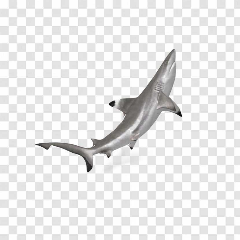 Hammerhead Shark Download - Ocean Blacktip Transparent PNG