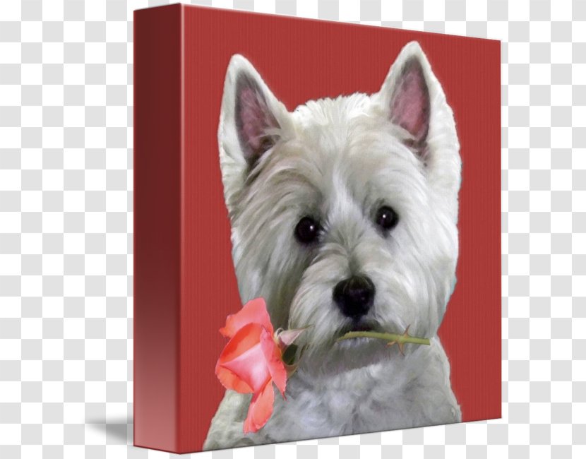 West Highland White Terrier Cairn Dog Breed Companion - Gallery Wrap - Rose Leslie Transparent PNG