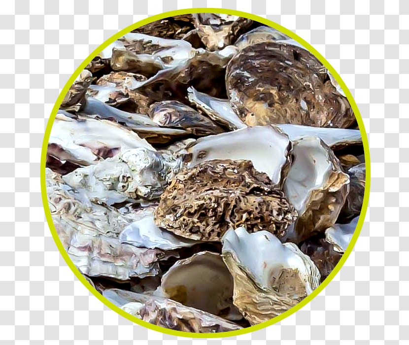 Oyster Millet Mineral Food Budgerigar Transparent PNG