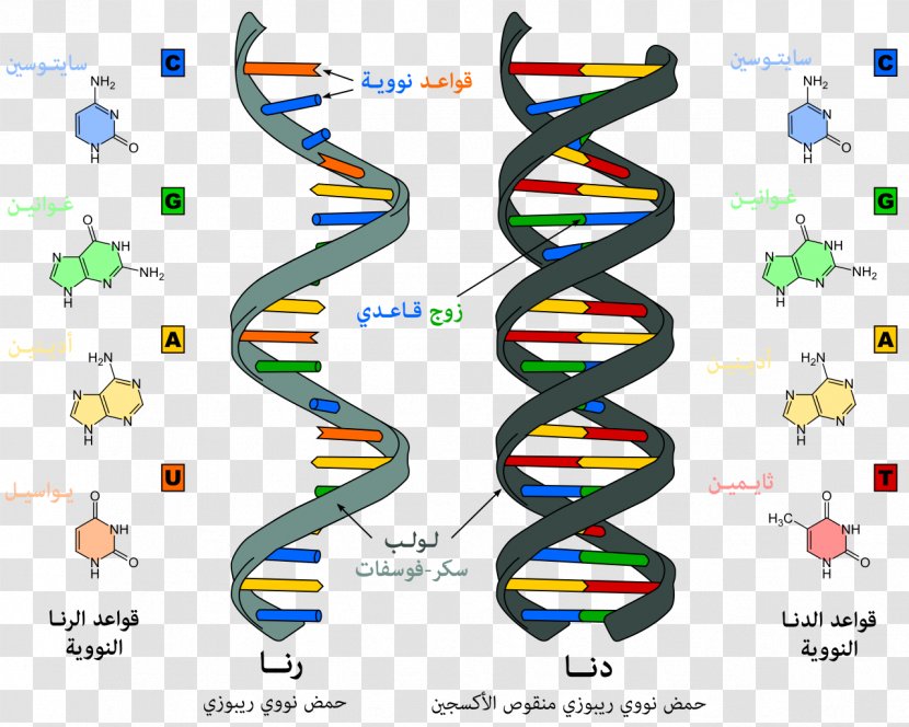 Nucleic Acid Structure RNA DNA - Cartoon - Difference Transparent PNG