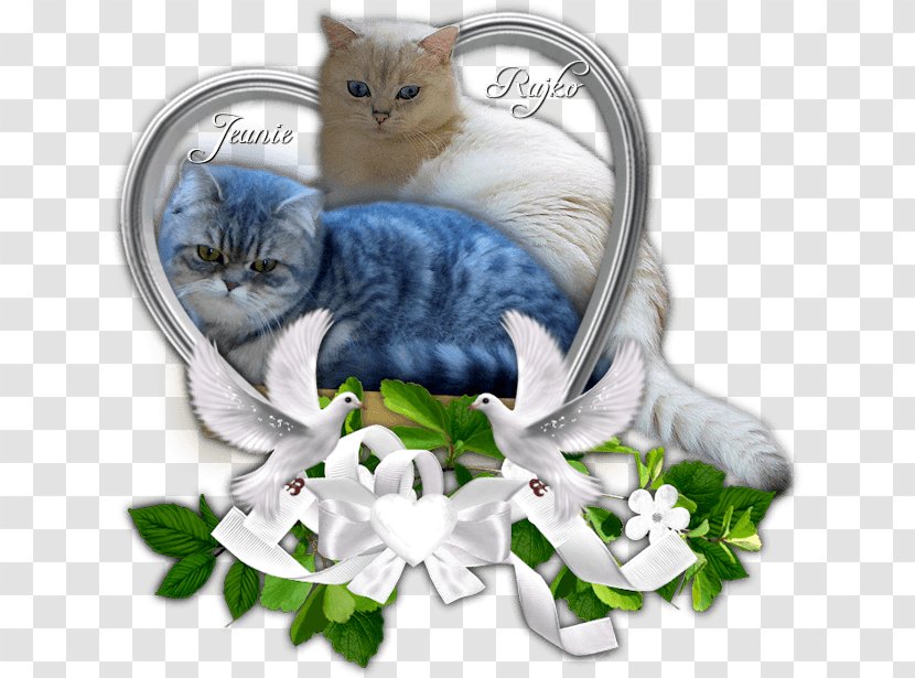 Kitten Whiskers Domestic Short-haired Cat British Shorthair Turkish Van - Paw Transparent PNG