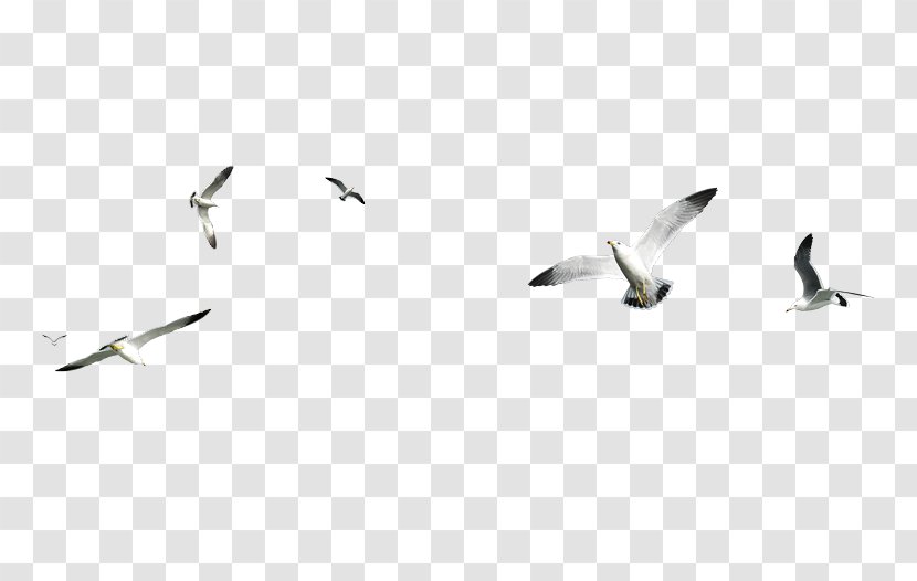 Gulls Bird PhotoScape Clip Art - Shorebird Transparent PNG