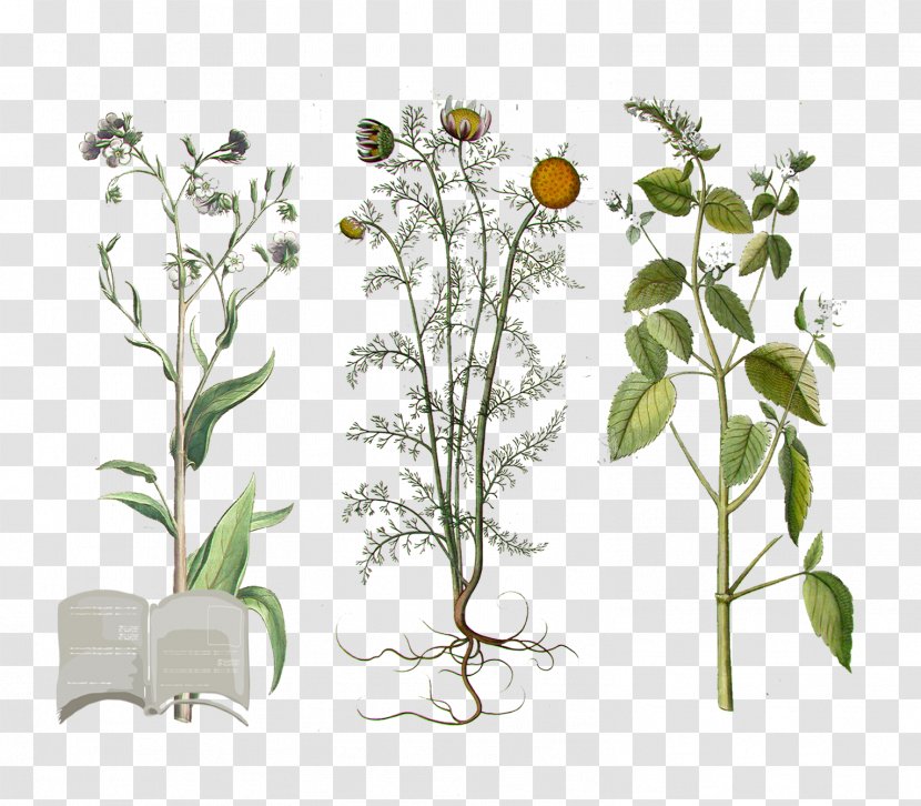 Pianta Officinale Medicinal Plants Aromatica List Of Macerated Oils - Plant Transparent PNG