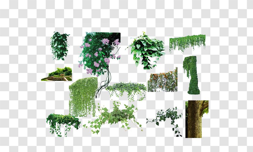 Tree Vine Plant Flower - Flowerpot - Flowers And Trees Collection Transparent PNG