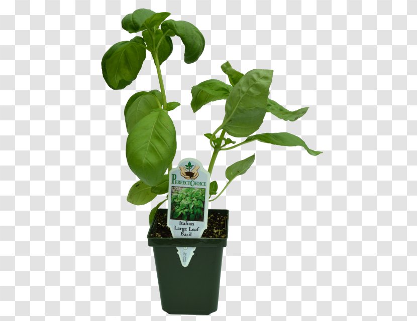 Herb Flowerpot Garden Leaf Houseplant - Recipe - Chive Onion Transparent PNG