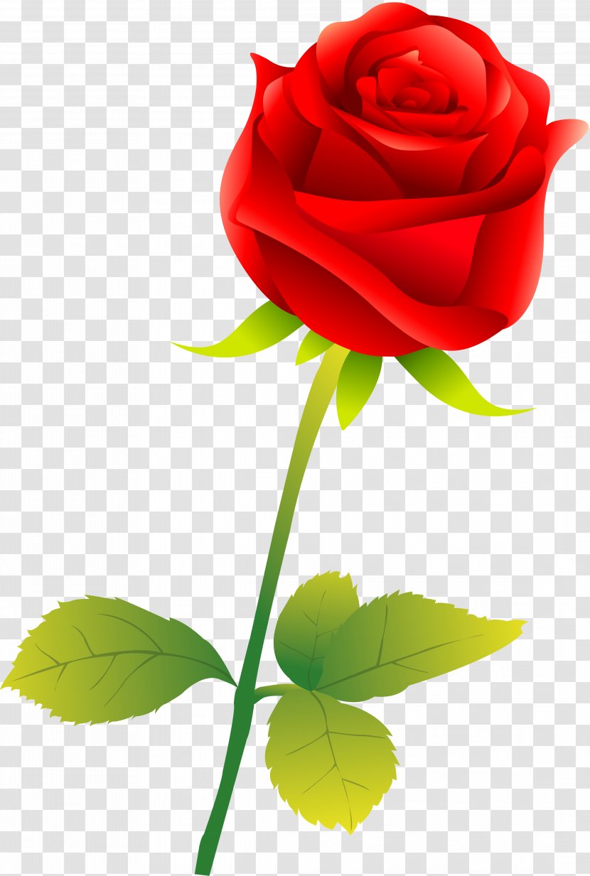 Garden Roses Flower - Rose - Red Transparent PNG