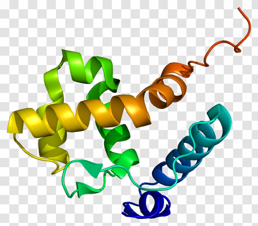ARID1B SWI/SNF Protein SMARCA2 SMARCB1 - Swisnf - Human Transparent PNG