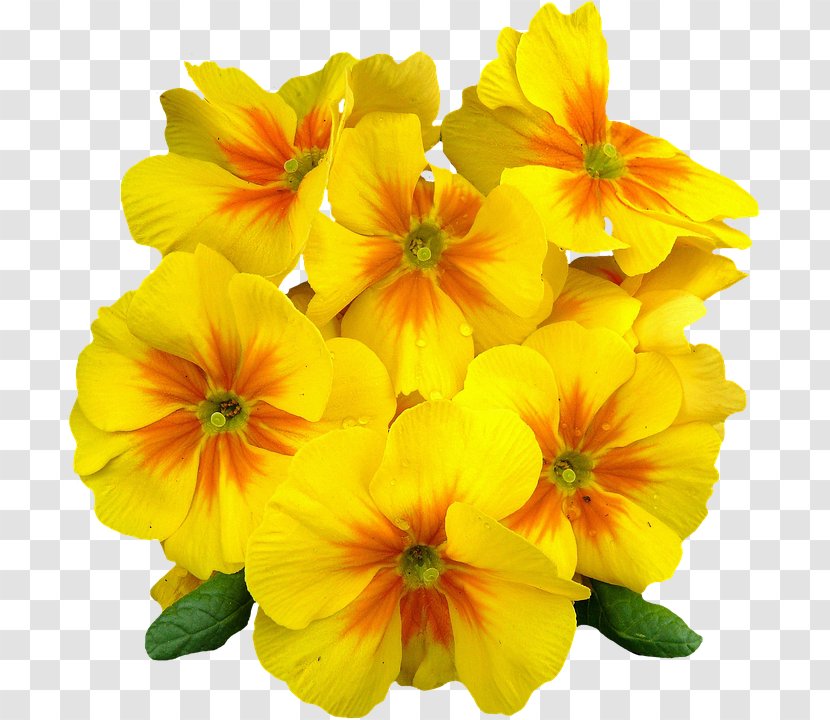 Common Evening-primrose Oenothera Speciosa Flower Yellow - Primrose Transparent PNG