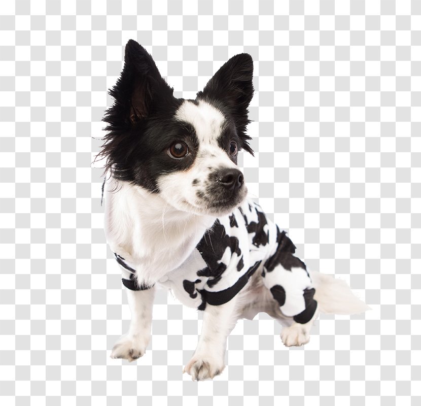 Dog Breed Puppy Costume Clothing - Pet Transparent PNG