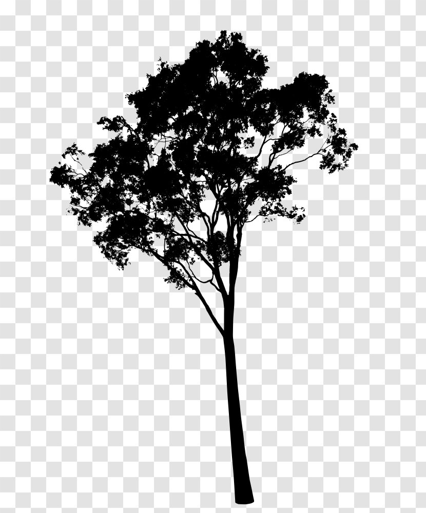 Eucalyptus Camaldulensis Pauciflora Tree Clip Art - Monochrome Transparent PNG