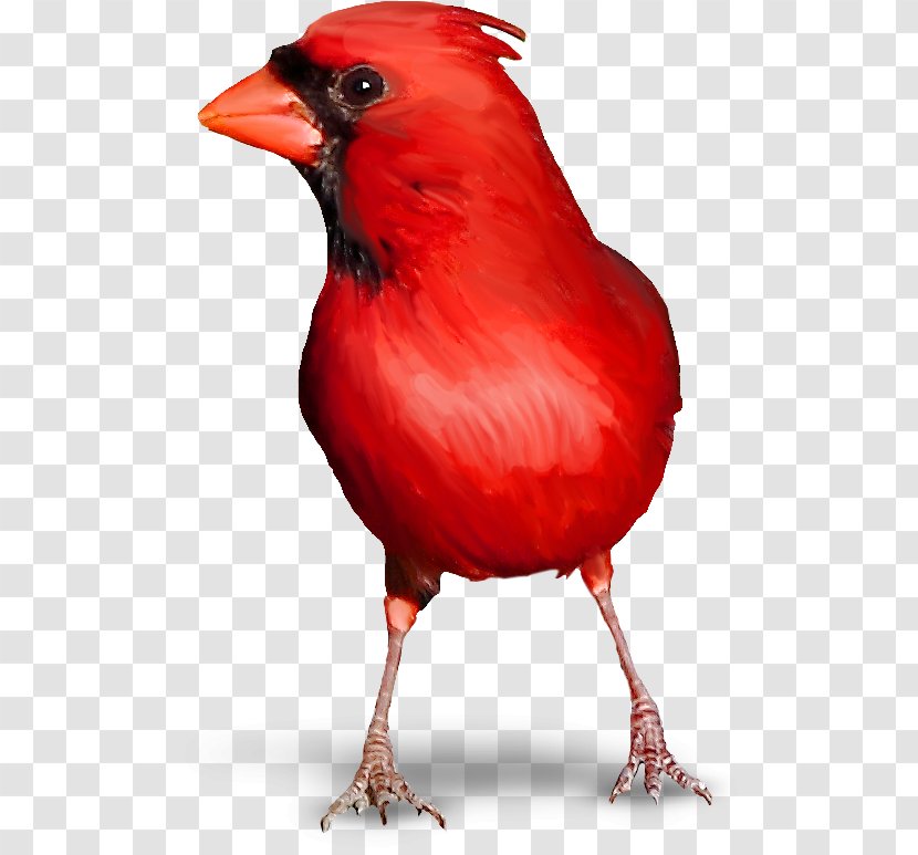 Bird Red Warbler Ergaticus Transparent PNG