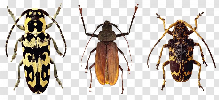 Japanese Rhinoceros Beetle Cockroach Mosquito Insect Wing - Flying Insects Transparent PNG