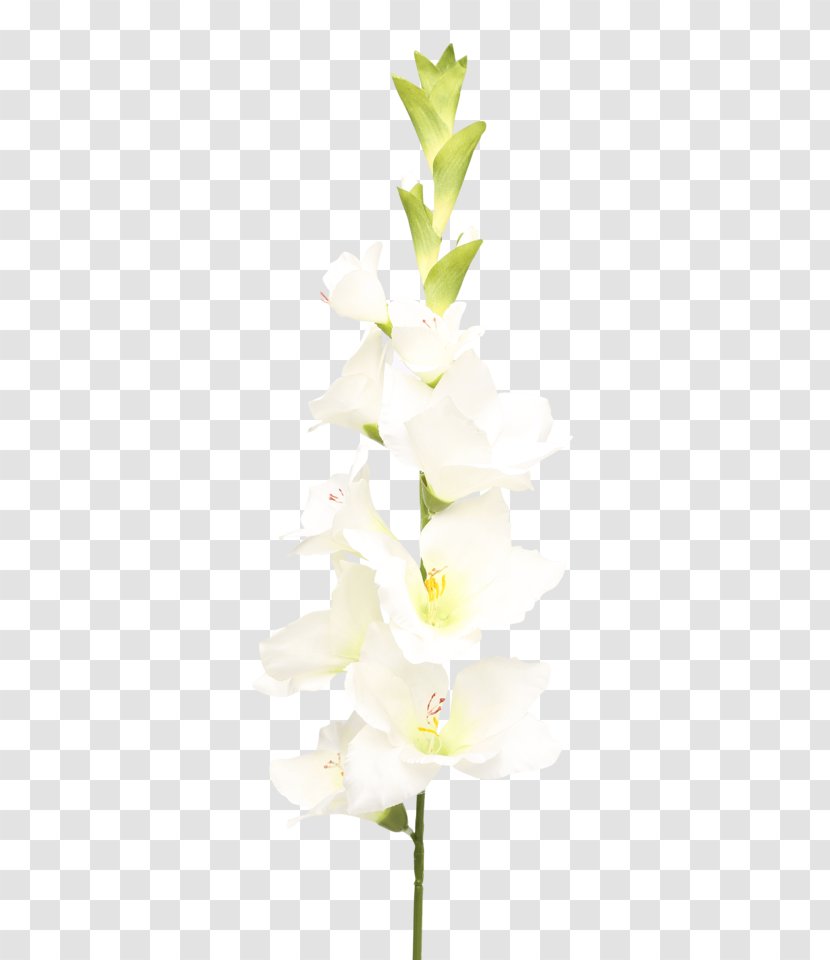 Moth Orchids Cut Flowers Floral Design Plant Stem Transparent PNG