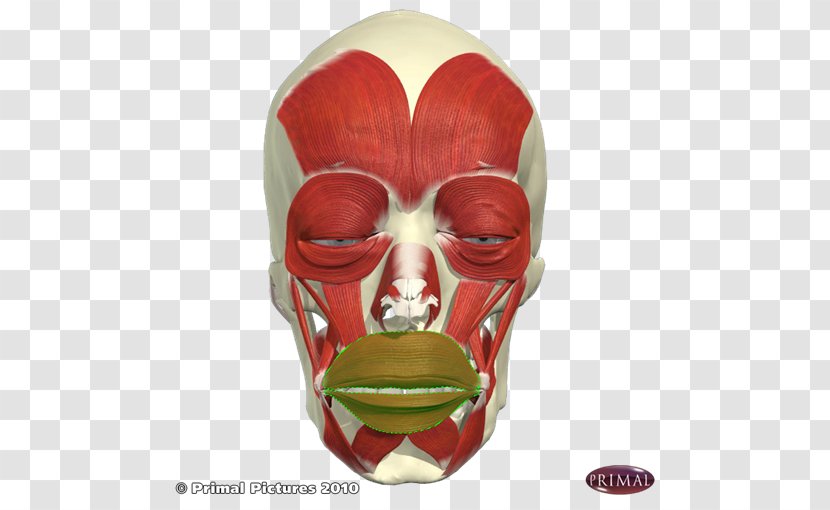 Mask Facial Muscles Face Transparent PNG