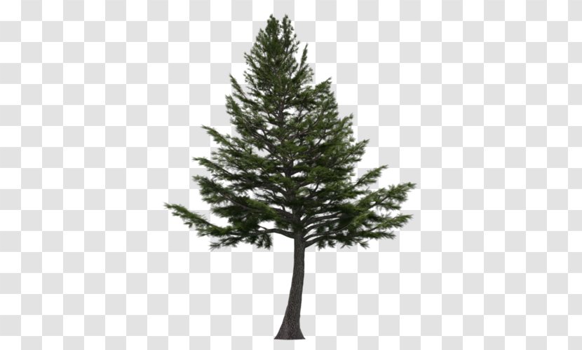 Cedrus Libani Cedar Wood Lebanon Tree Transparent PNG