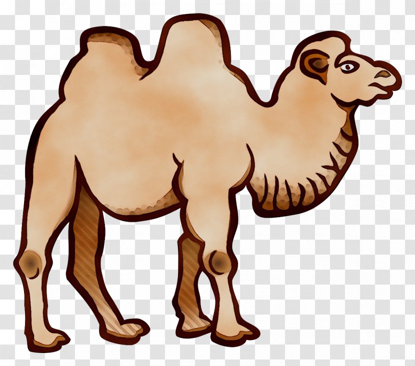 Bactrian Camel Dromedary Clip Art Drawing - Bactria - Cartoon Transparent PNG