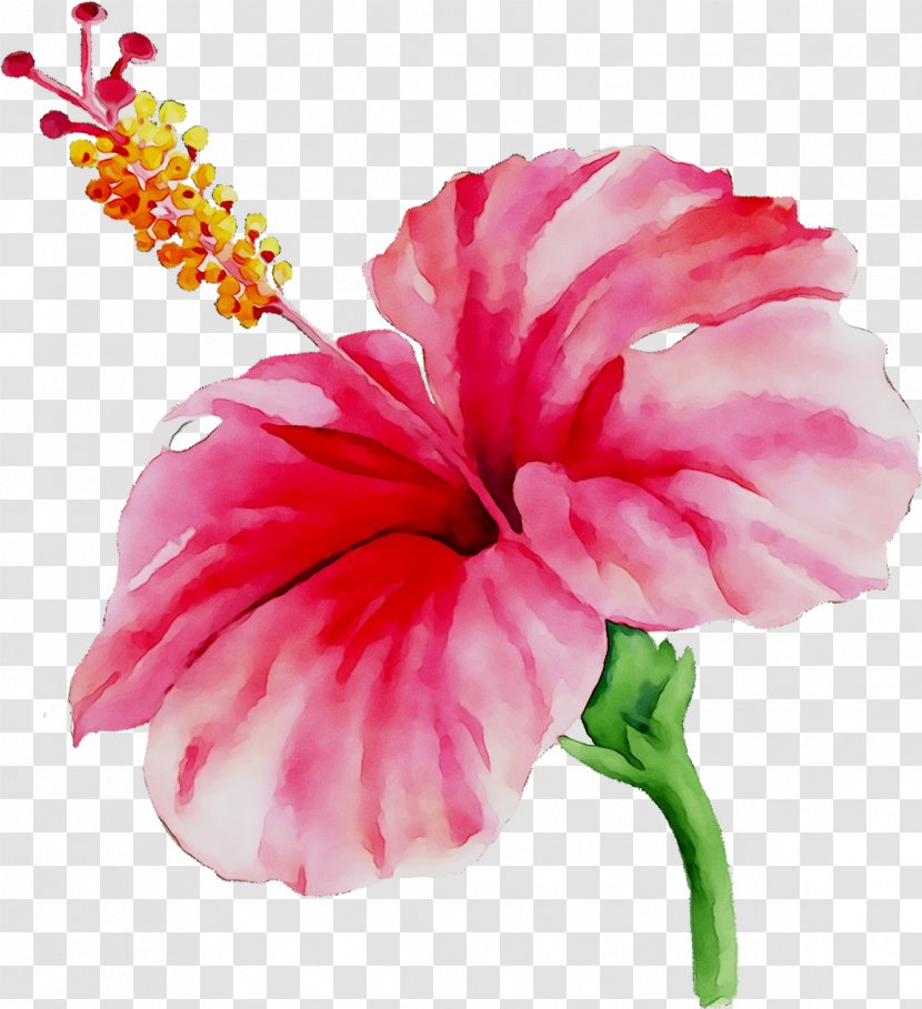 Rosemallows Texas House Design YouTube - Youtube - Hibiscus Transparent PNG