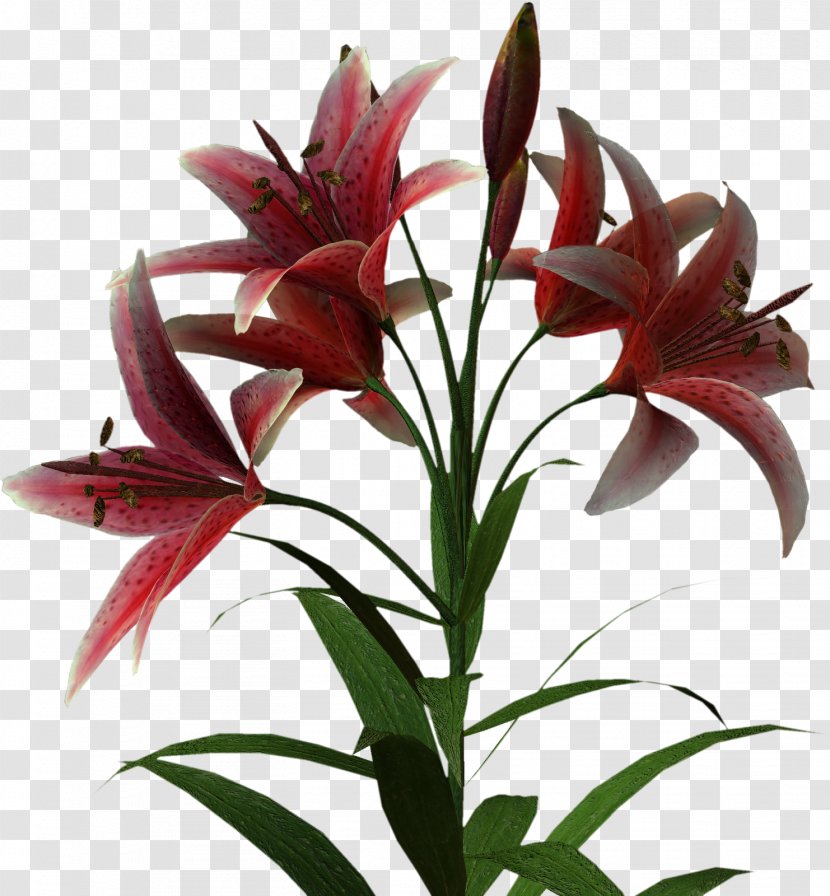 Flower Lilium Thepix Clip Art - Plant - Palm Tree Transparent PNG