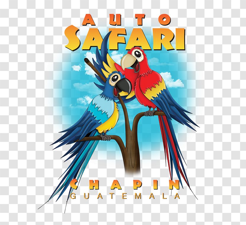 Macaw Parrot Illustration Bird Beak - Supply Transparent PNG