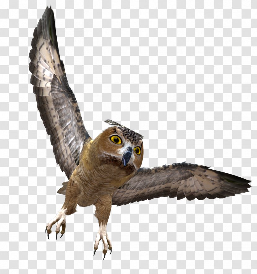 Owl Bird Clip Art Image - Hawk Transparent PNG