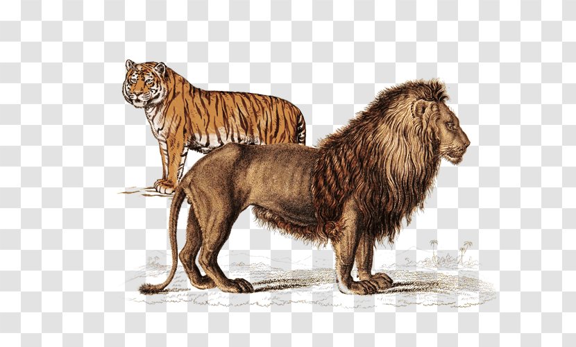 A Year With Aslan: Daily Reflections From The Chronicles Of Narnia Harry Potter Naturalist's Library Lion, Witch And Wardrobe - Cat Like Mammal Transparent PNG