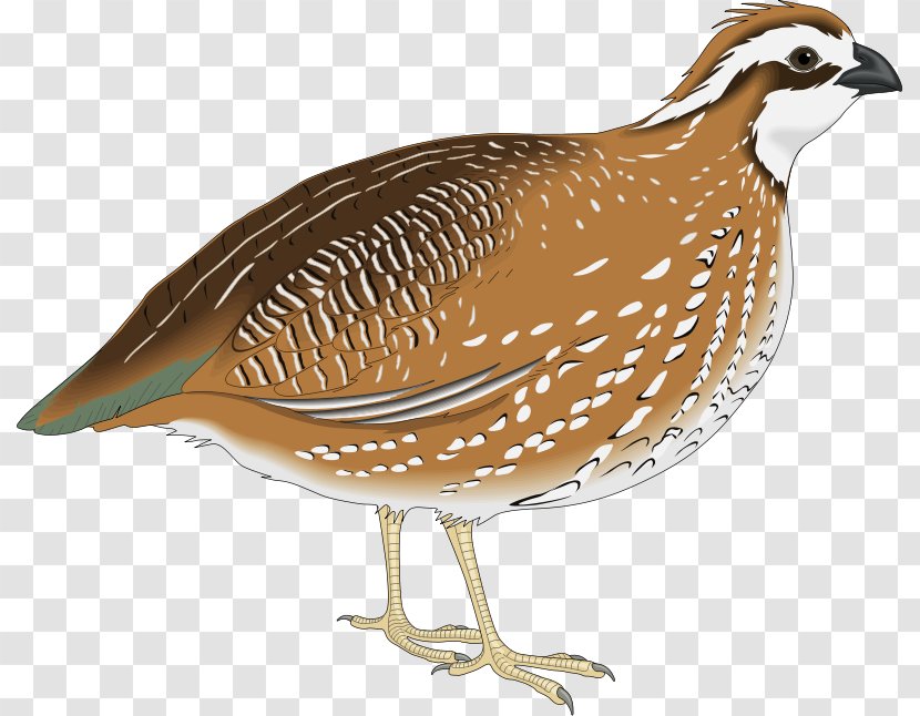 California Quail Clip Art - Fauna Transparent PNG