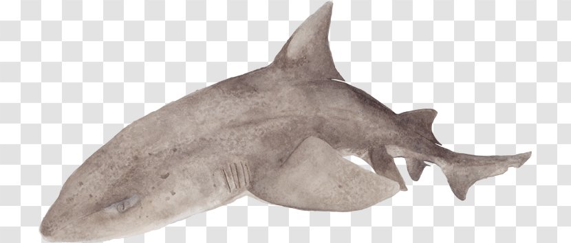 Requiem Sharks Sharptooth Houndshark Leopard Shark Tiger - Fishes Transparent PNG