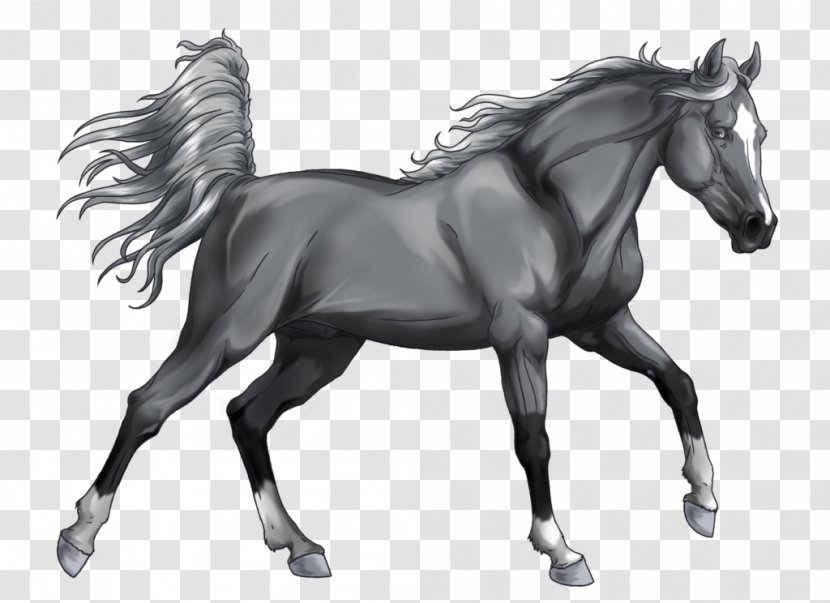 Stallion Arabian Horse Mongolian Grayscale Mustang - Muscle - Black Shading Transparent PNG