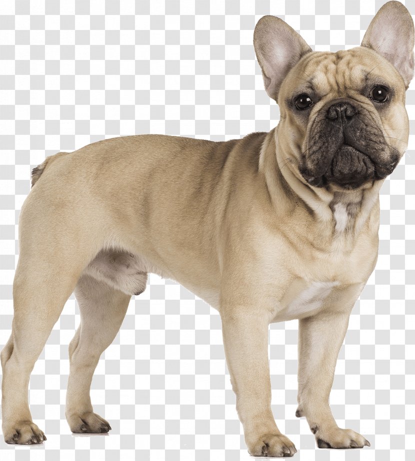 French Bulldog Puppy Pug Toy - Rare Breed Dog Transparent PNG