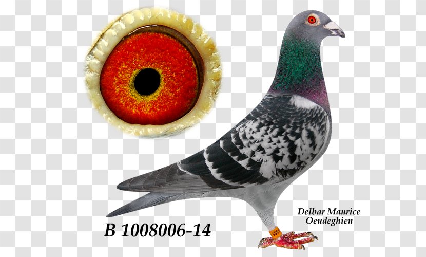 Beak - Bird - Pigeons 12 0 1 Transparent PNG