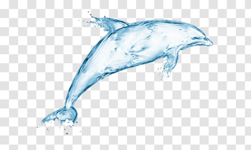 Dolphin Water Stock Photography Illustration - Marine Biology - Dolphins Transparent PNG