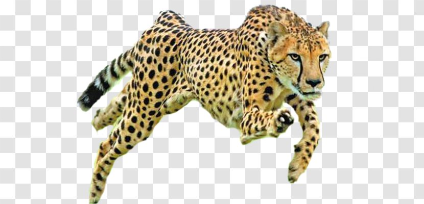 Cheetah Conservation Fund Felidae Cat Drawing - Colored Pencil Transparent PNG