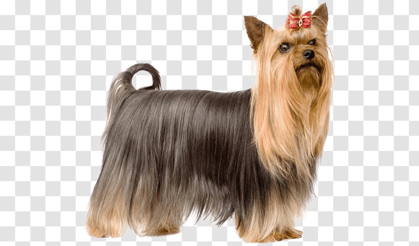 Yorkshire Terrier Australian Silky Norwich Little Lion Dog - Puppy Transparent PNG