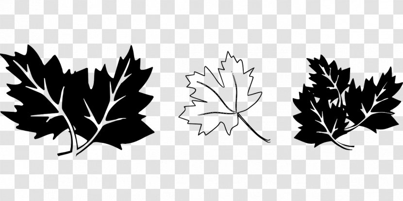 Maple Leaf Drawing Black And White Clip Art - Image File Formats Transparent PNG