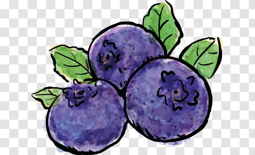 Blueberry Photography Painting Drawing - Paint Transparent PNG