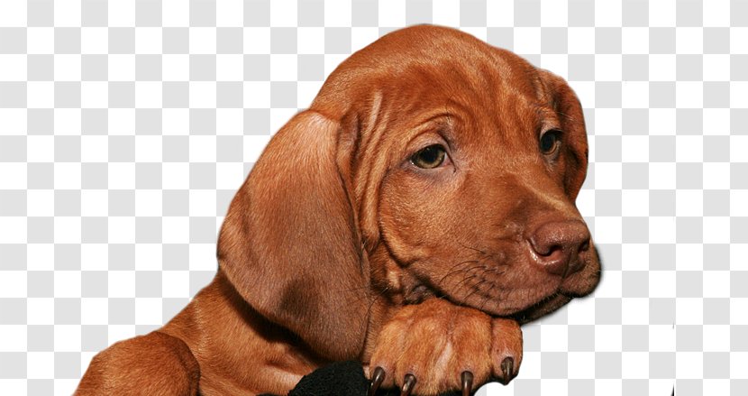 Vizsla Rhodesian Ridgeback Puppy Redbone Coonhound Dog Breed - Companion Transparent PNG