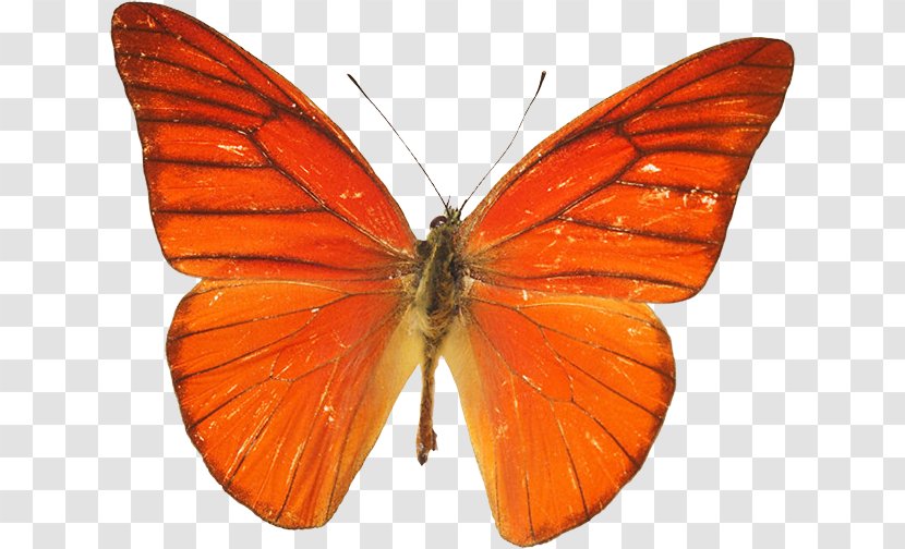 Monarch Butterfly Pieridae Gossamer-winged Butterflies Moth - Lycaenid Transparent PNG