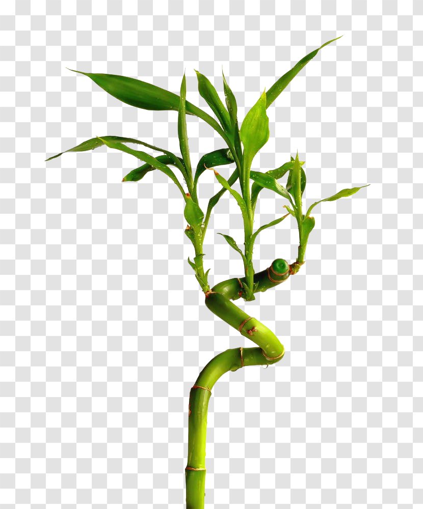 U89c0u8cdeu7af9 Lucky Bamboo Stock Photography - Plant - Image Transparent PNG