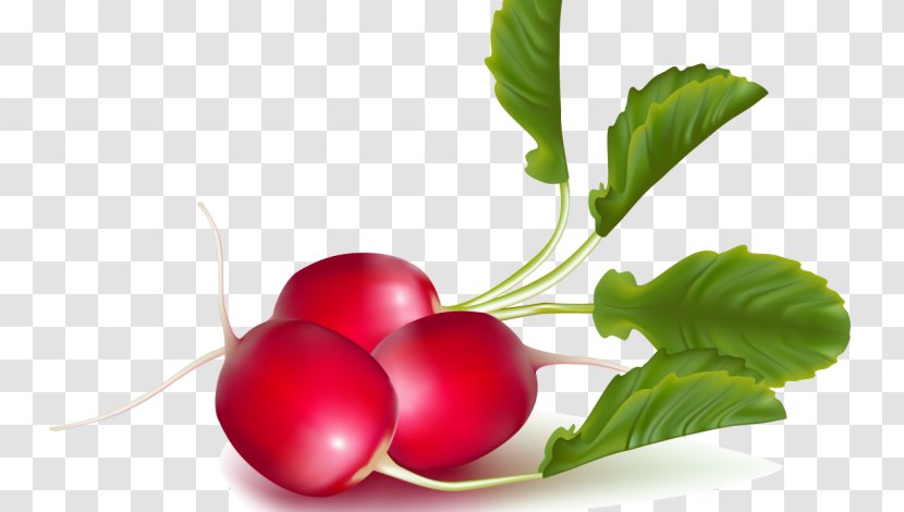 Garden Radish Radishes Daikon Food - Root Vegetables - Natural Foods Transparent PNG