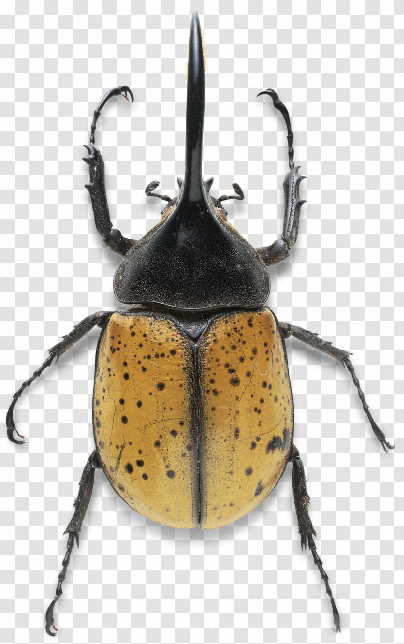 Hercules Beetle Dynastes Tityus Dung Stag - Ladybird - Toucan Transparent PNG
