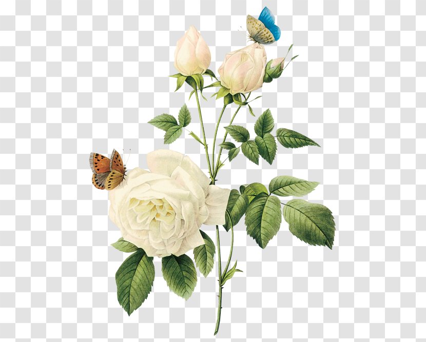 Rose Flower White - Floral Design - Roses Transparent PNG
