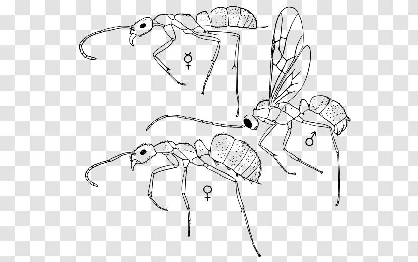 Line Art /m/02csf Drawing Cartoon Insect - Black And White - Two Wheeler Transparent PNG