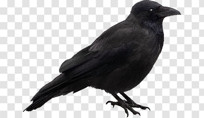 Halloween Common Raven - Blackbird Transparent PNG