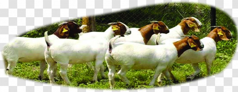 Boer Goat Beef Cattle Sheep U9b6fu897fu9ec3u725b - Flock Forest Transparent PNG