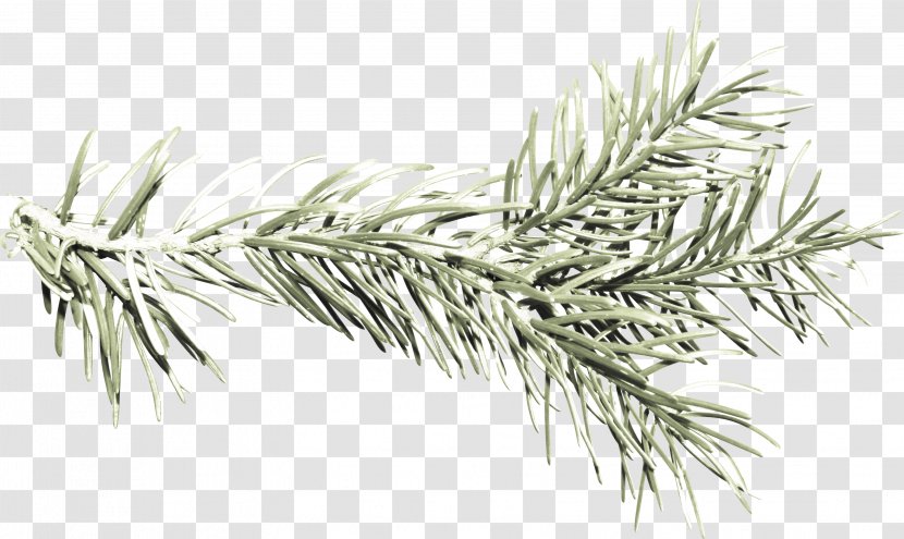 Fir Spruce Pine White Black - Family Transparent PNG
