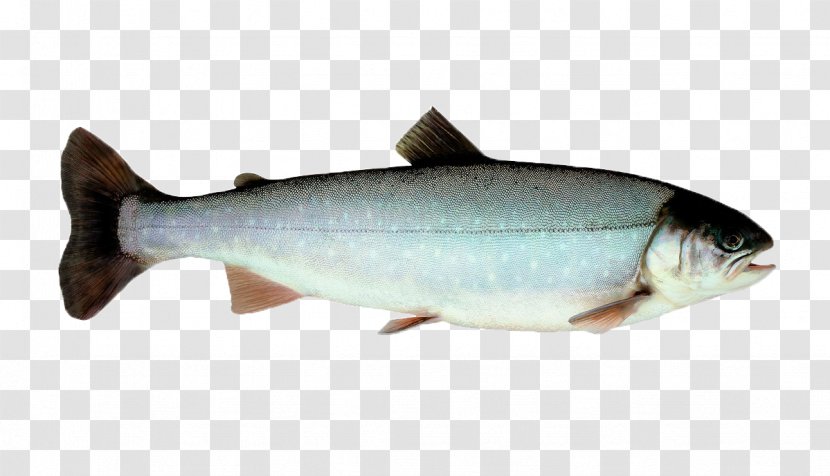 Sardine Coho Salmon Fish Norway Trout - Atlantic Herring - Species Transparent PNG