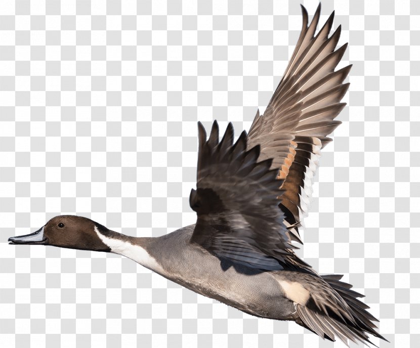 Duck Goose Bird Feather Beak - Casualty Transparent PNG