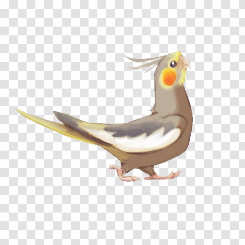 Cockatiel Bird Cockatoo True Parrot Drawing - Deviantart Transparent PNG