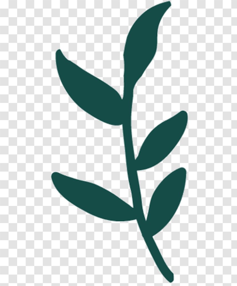 Clip Art Plant Stem Leaf Teal Flowering - Flower - Botany Transparent PNG
