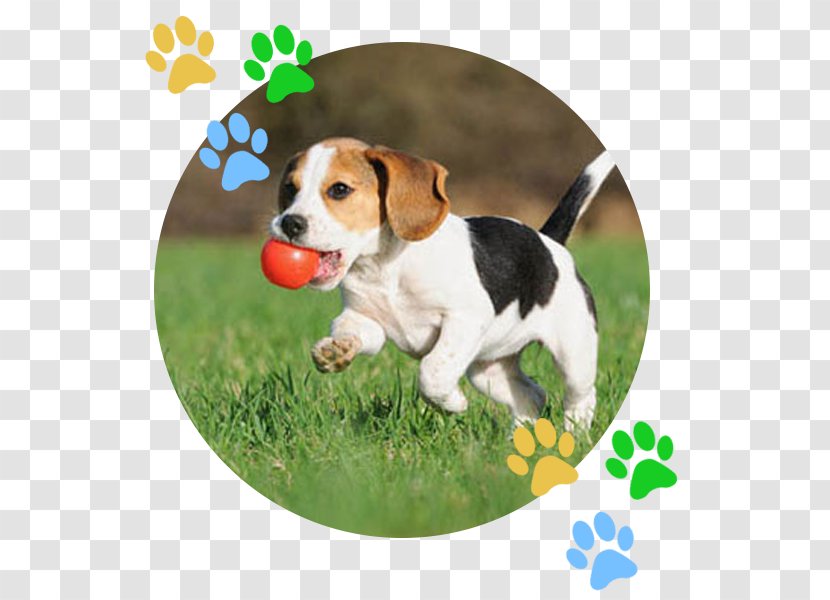 Beagle Puppy Kindergarten Dog Training Obedience - Pocket Transparent PNG